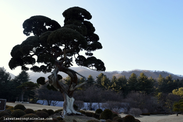 FROZEN AT THE GARDEN OF MORNING CALM