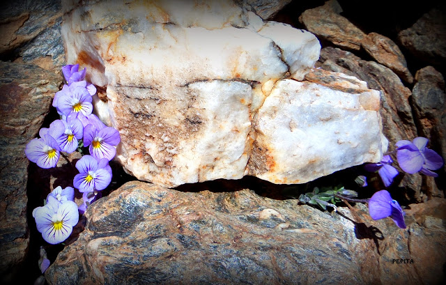 Violeta.Sierra Nevada