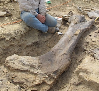 Dinosaur fossil (Mesozioc, Wyoming)