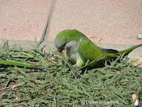 Monk parrot eating seeds from grass – Torremolinos, Spain – Sept. 2017 – © Daniel St-Laurent