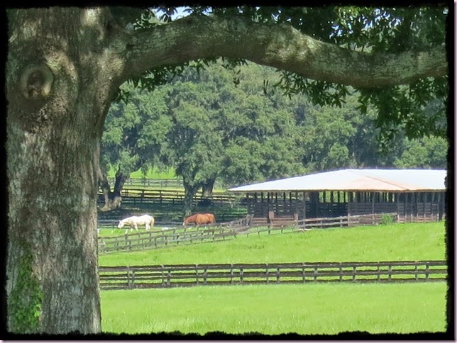 horsespsframeIMG_8493