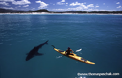 These guys are researchers on sea kayaks filming sharks