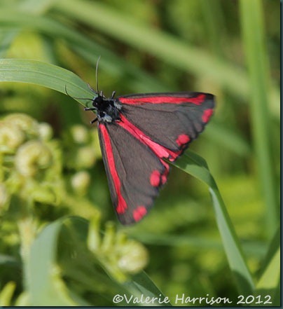 38-cinnabar-moth