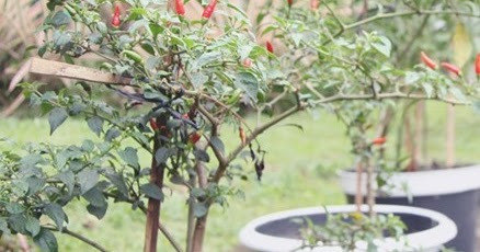 Teknik Menanam Cabe Rawit Dari Biji Tani Sukses Teknik Menanam Cabe Rawit Dari Biji Tani Sukses