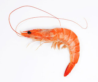 Top 16 Amazing Information about Shrimp