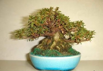 bonsai trees