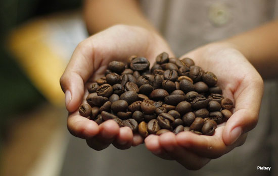 kopi, jenis kopi, jenis kopi di indonesia, robusta, arabika, liberika, excelsa