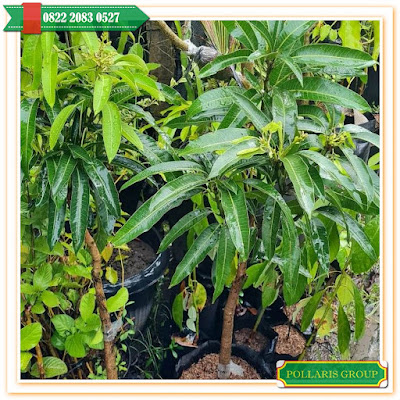 Pusat Bibit,    Jual Beli Bibit Tanaman Mangga,  harga Bibit Mangga Kio Jay,  Harga Bibit Mangga Kio Jay,  Harga Bibit Mangga Kombinasi,  Harga Bibit Mangga Okulasi,  Harga Bibit Mangga Okyong