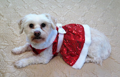 A puppy for Christmas, Christmas dog, Christmas gifts, Rescue dogs, Puppies