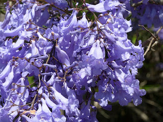 Jacaranda mimosifolia - Jacaranda à feuilles de mimosa - Flamboyant bleu