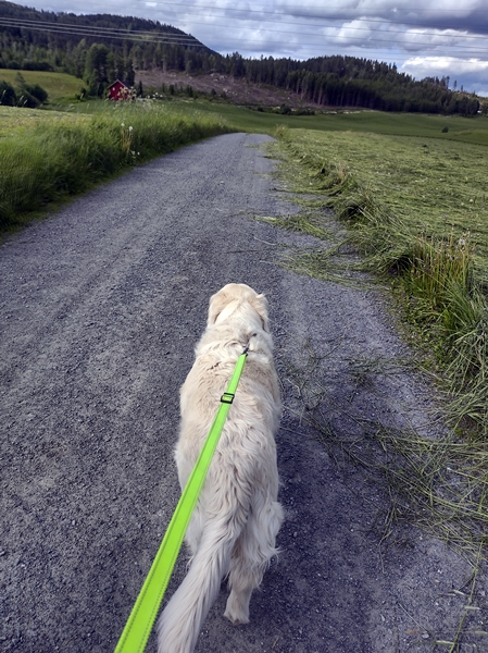 lyarberget golden retreiver finsk spets sokna