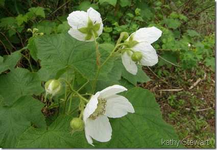 Thimbleberry flower