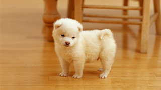 Puppy Wallpapers