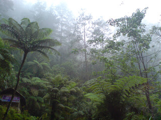 Mustika Setan Kober Gunung Wilis