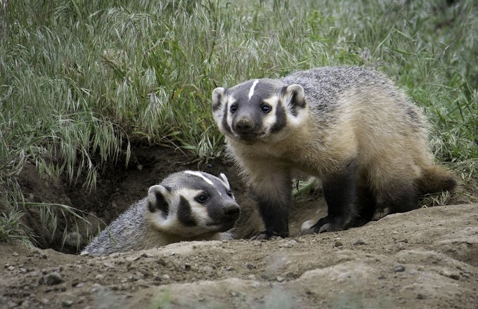 The Fascinating World of Badgers: Learn About Their Behavior, Diet, and Social Structure