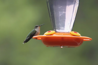 female ruby-throated hummingbird