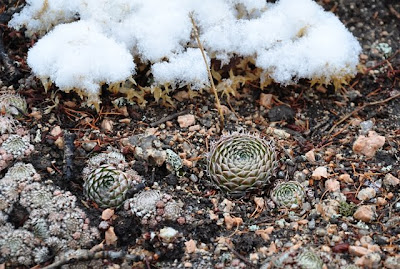 A cluster of Orostachys spinosa