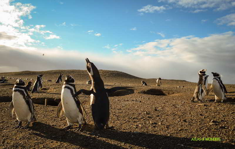 Penguin island