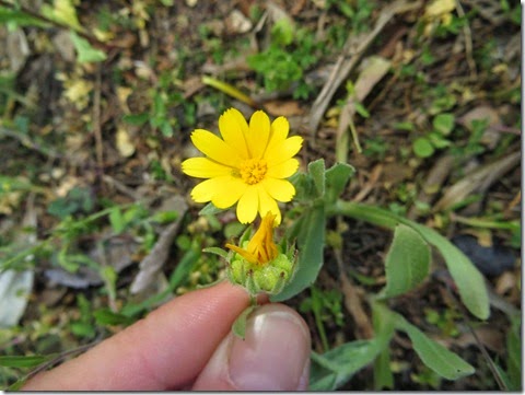 Calendula arvensis silvestre-red