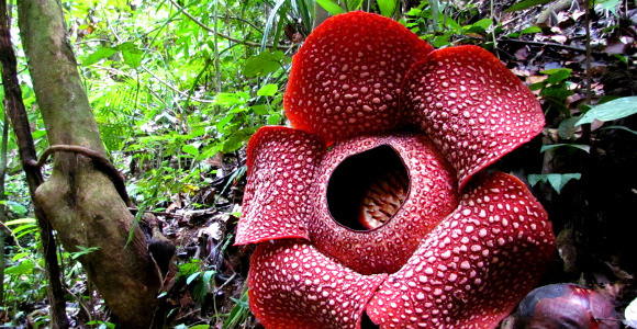 世界にある驚くべき植物 9選 寿命00年の植物 N ミライノシテン 世界にある驚くべき植物 9選 寿命00年の植物 N ミライノシテン