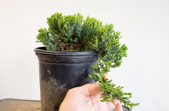 membuat bonsai kaskade atau semi kaskade procumbens junipers