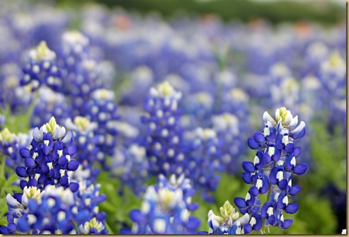 bluebonnets 2012