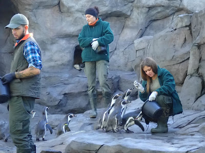 ogród zoologiczny w Krakowie, zoo, atrakcje dla dzieci, Lasek Wolski