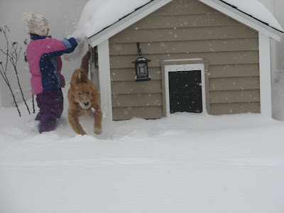 golden retriever puppy playing in snow