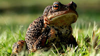 Toad pictures_Bufo alvarius Girard