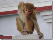 Monkey2