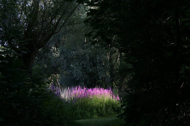 Stand of purple loosestrife catching the light