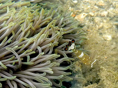 Anemone shrimps, Periclimenes brevicarpalis