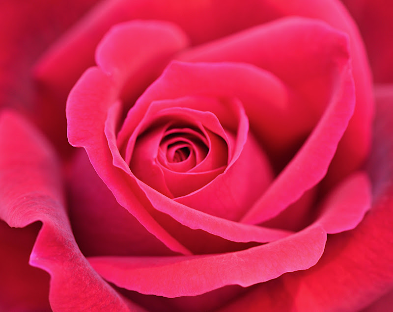 close-up of Mr. Lincoln rose blossom