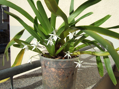 Jumellea arachnantha orchid plant care and culture