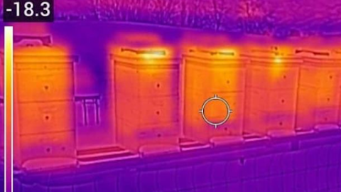 Unveiling the Truth: Honeybee Insulation Reexamined
