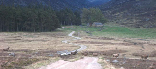 SPITTAL OF GLENMUICK DEER