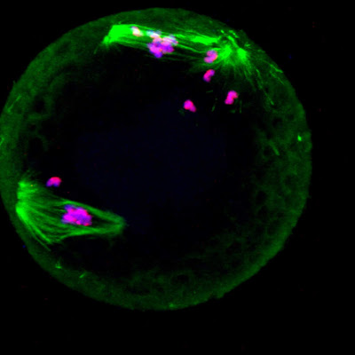 female fertility and proteins, female fertility proteins and cancer biology