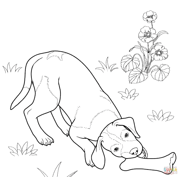 Click The German Shorthaired Pointer Coloring Pages To View Printable  Version Or Color It Online Patible With Ipad And Android Tablets