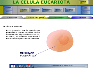 http://ntic.educacion.es/w3/eos/MaterialesEducativos/mem2009/celula_eucariota/alumno/alumno.htm