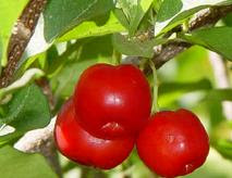 acerola