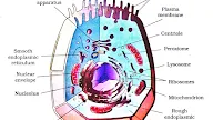 Animal Cell Nuclear Membrane Function - City And Cell - Check spelling or type a new query.