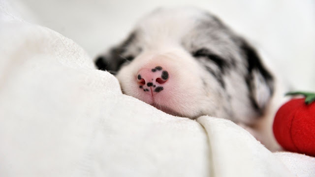 What are the causes of dog pink nose?