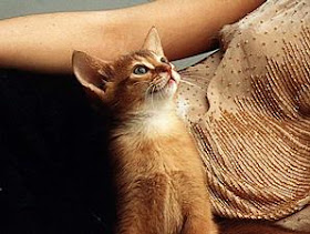 kucing pemburu tikus