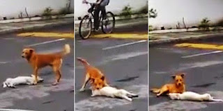 Anjing yang mencoba untuk membawa teman nya kepinggir jalan