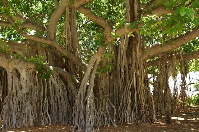 banyan tree , banyan tree leaves powder , benefits of banyan tree , benefits of bargad in hindi