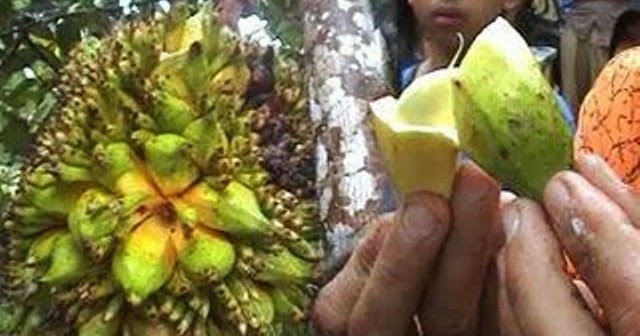 PELIK Nangka  Berbuah Pisang  Rasa Durian 3 GAMBAR  