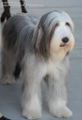 http://www.biodiversidadvirtual.org/mamiferos/Canis-familiaris.-Raza-Bearded-Collie-img5976.html