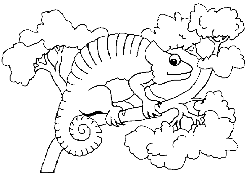 Armadillo Coloring Pages