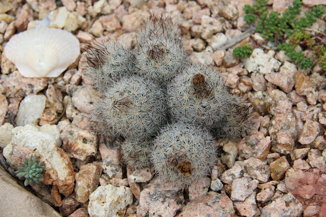 Escobaria runyonii 