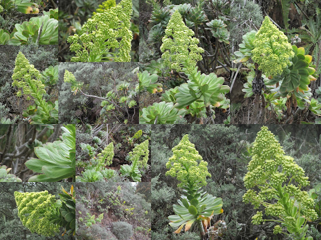 Aeonium x bollei Kunkel